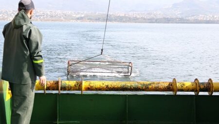 İzmit Körfezi’nde deniz yaşamı kayıt altında