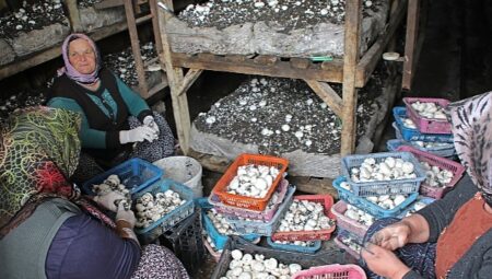 Mantar Üreticilerine Işıklı Tuzak Desteği