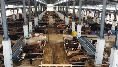 İnegöl Hayvan Pazarı Kotra İhale Tarihi Belli Oldu