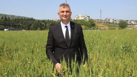 Gölcük Belediyesi Organik Buğdayları Bir Kez Daha Yetişiyor
